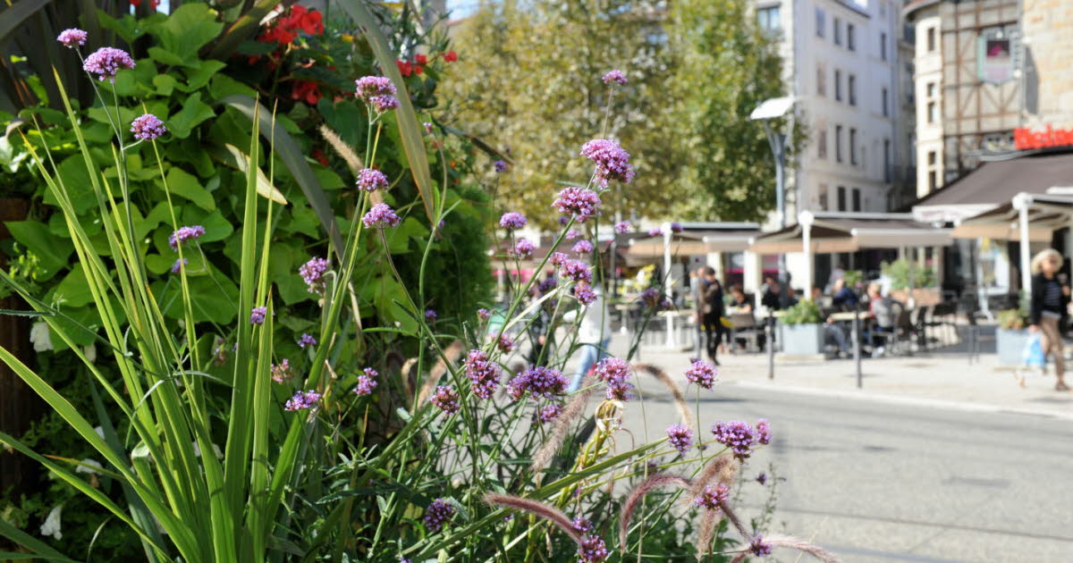 Saint-Étienne garde ses trois fleurs et veut aller plus loin