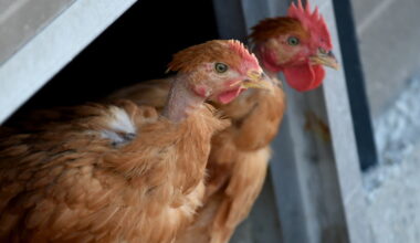 un élevage touché pour la première fois dans la Loire, 13 200 poulets abattus