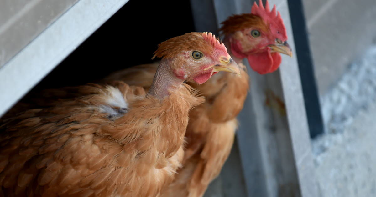 un élevage touché pour la première fois dans la Loire, 13 200 poulets abattus