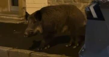 Loire. Un sanglier sème la pagaille dans les rues de Saint-Étienne avant d’être abattu