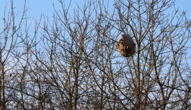 Geispolsheim. Frelons asiatiques sur un terrain privé : la commune dans l’impasse
