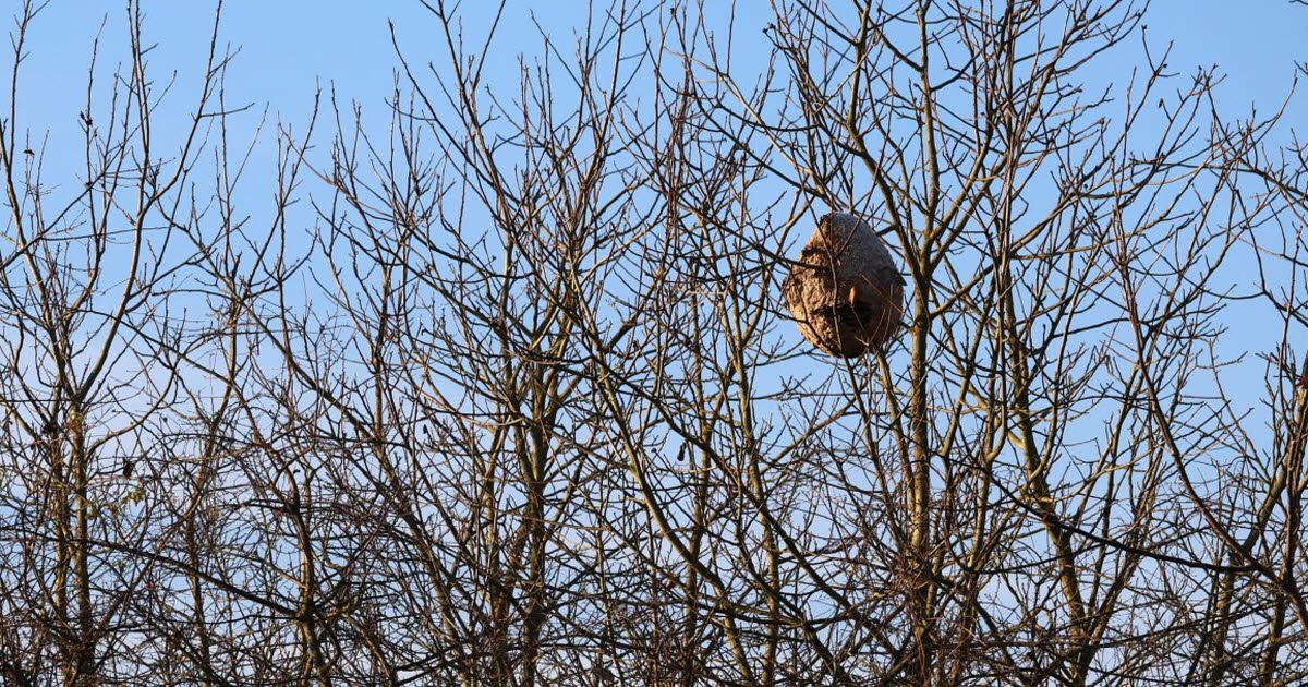 Geispolsheim. Frelons asiatiques sur un terrain privé : la commune dans l’impasse