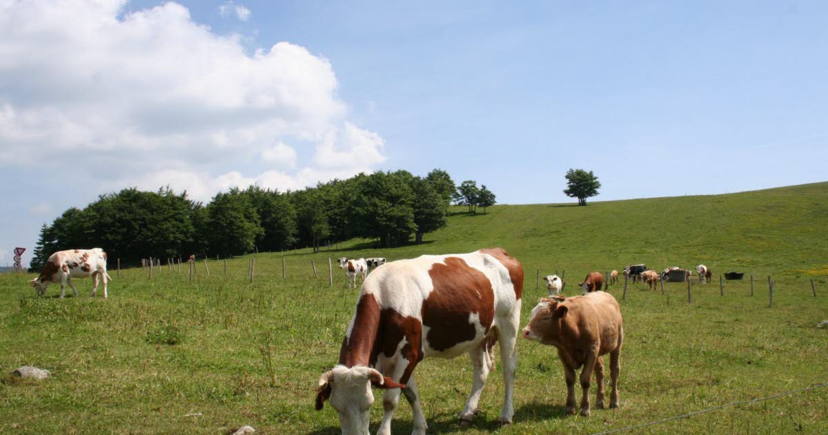 Grand Est. De l’aide pour transmettre son exploitation agricole