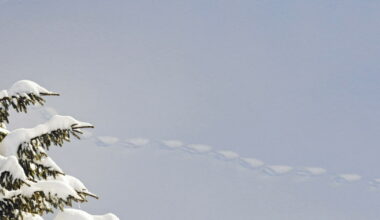 “À pas feutrés”, par Philippe Trias