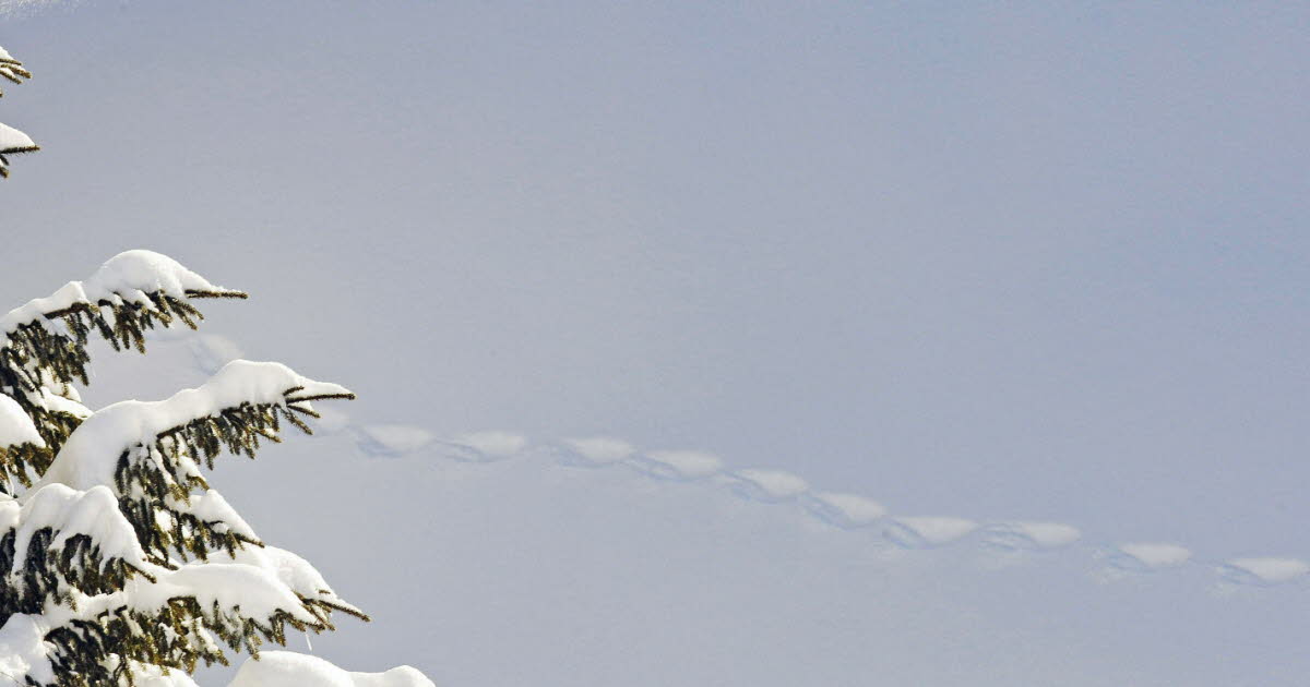 “À pas feutrés”, par Philippe Trias