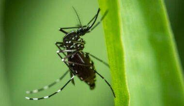 Entreprises. Une application iséroise contre le moustique tigre cartonne, HP Grenoble initie les jeunes à l'informatique... : l'actu en bref