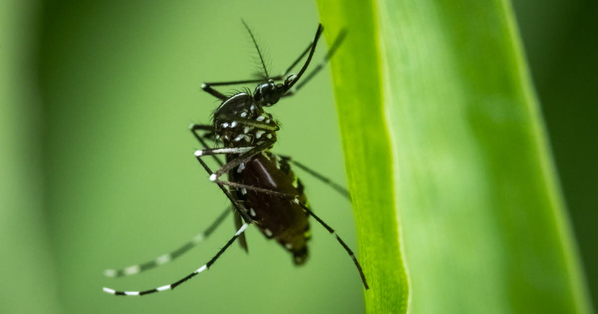 Entreprises. Une application iséroise contre le moustique tigre cartonne, HP Grenoble initie les jeunes à l'informatique... : l'actu en bref