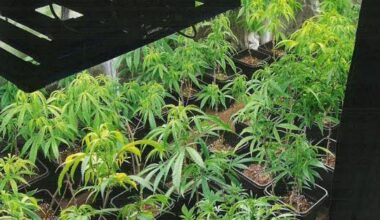 Lyon. Ils cultivent des plants de cannabis à côté du lit de leur bébé de 10 mois