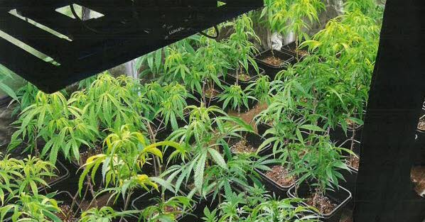 Lyon. Ils cultivent des plants de cannabis à côté du lit de leur bébé de 10 mois