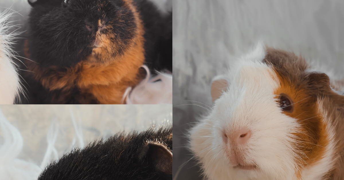 qui adopterait les choupis cochons d'Inde Lys, Coquelicot et Tournesol ?