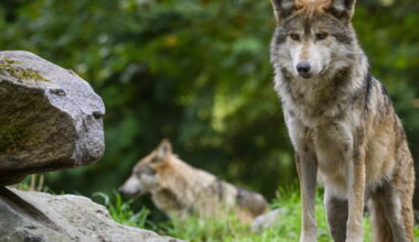 Environnement. Le nombre de loups relativement stable en France, 1082 individus recensés