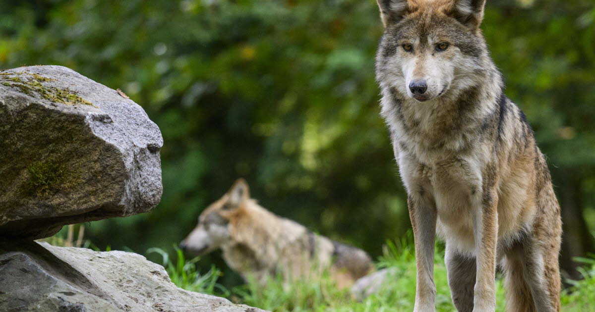 Environnement. Le nombre de loups relativement stable en France, 1082 individus recensés