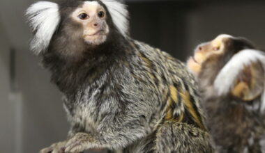 Niederhausbergen. Kalimba et Ocarina, ces sœurs ouistiti qui ont échappé à leurs ravisseurs
