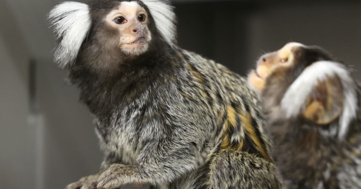 Niederhausbergen. Kalimba et Ocarina, ces sœurs ouistiti qui ont échappé à leurs ravisseurs