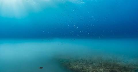 Plongée au cœur des profondeurs à Montpellier
