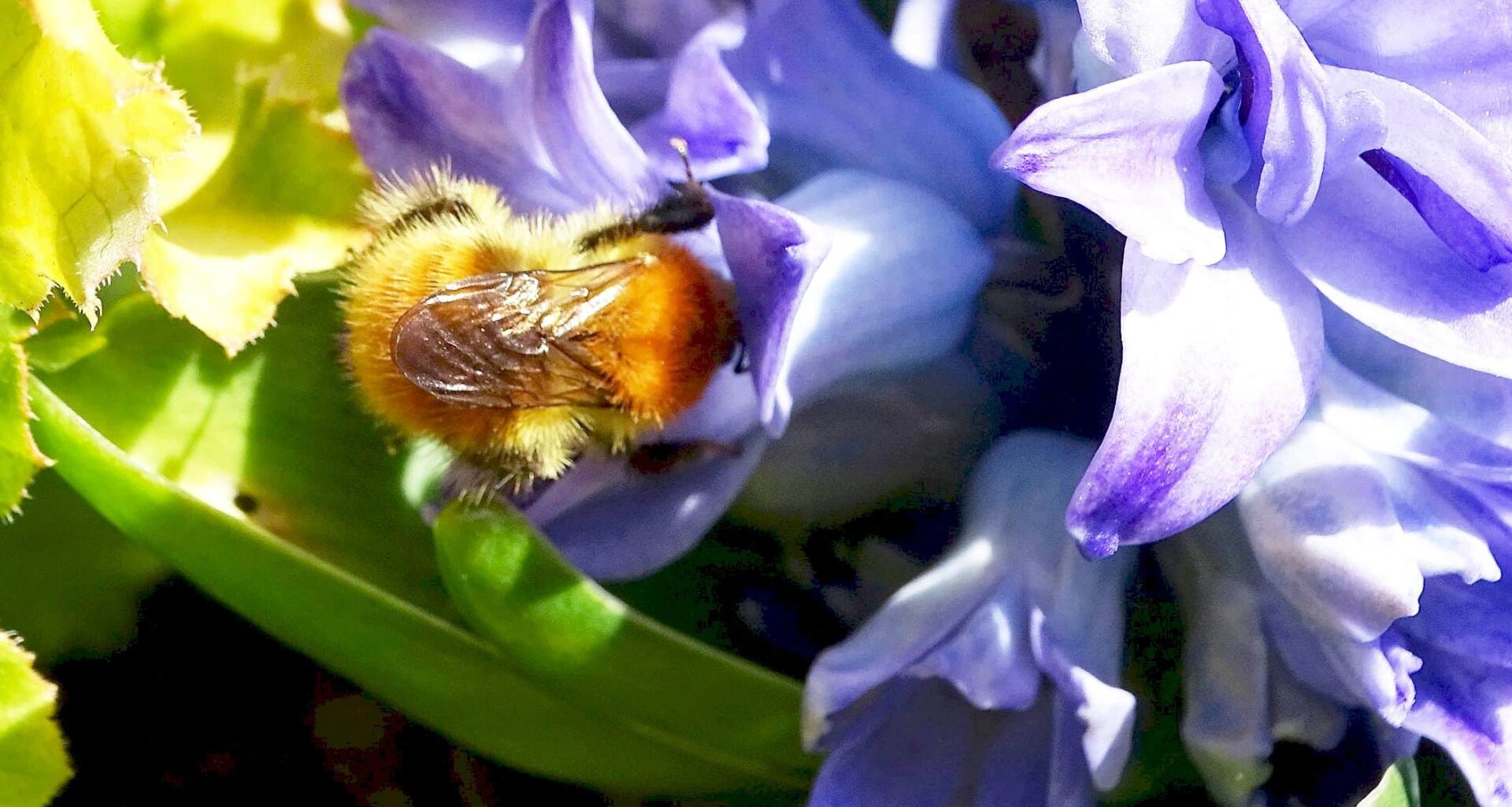 Conseil Départemental de la Haute-Garonne : Pollinisateurs, les agriculteurs s'engagent dans une expérimentation pilote