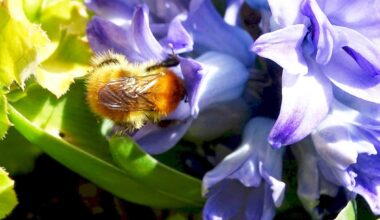 Conseil Départemental de la Haute-Garonne : Pollinisateurs, les agriculteurs s'engagent dans une expérimentation pilote