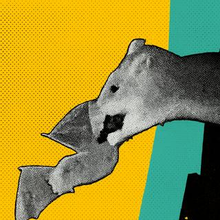 Des chercheurs ont filmé pour la première fois des rats bruns s’emparant de chauves-souris en plein vol dans une grotte allemande. © Gloza-Rausch et al., Global Ecology and Conservation 2025