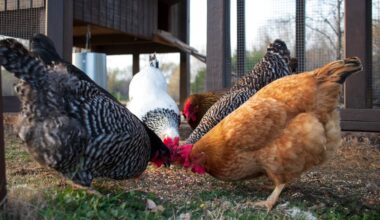 cette astuce facile permet à vos poules d'en produire autant qu'en été