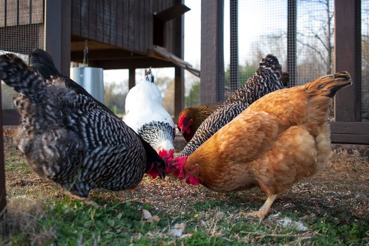 cette astuce facile permet à vos poules d'en produire autant qu'en été