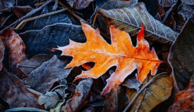 le gel est de retour en France, et il frappera en plaine dès...