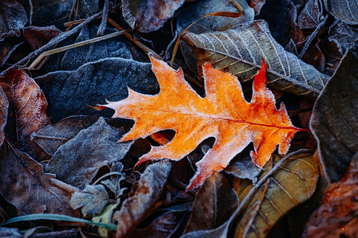 le gel est de retour en France, et il frappera en plaine dès...