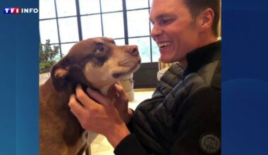 États-Unis : Tom Brady vit désormais avec le clone de son chien