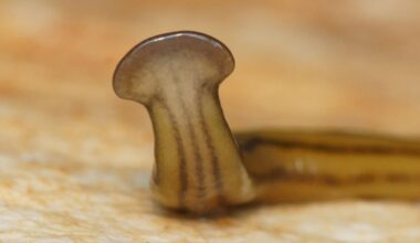 ce ver quasi immortel et toxique sème la panique au Texas !