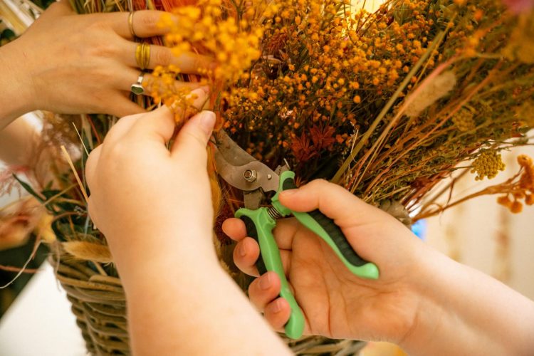 tulipe sauvage + les créatives