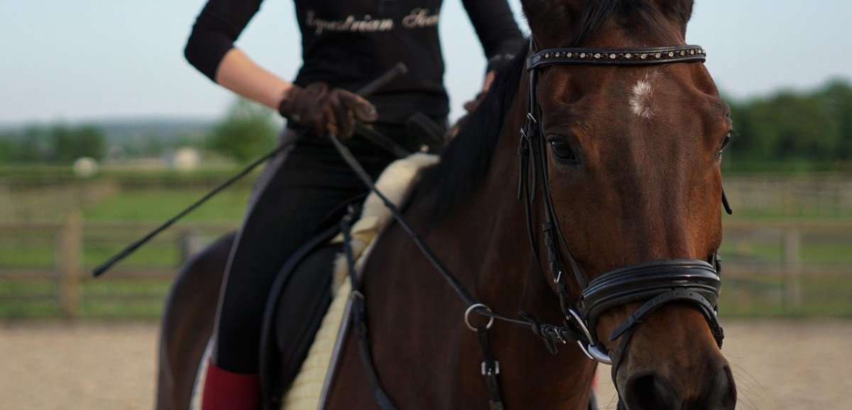 le grand rendez-vous équestre fait son retour à Rouen du 20 au 23 novembre