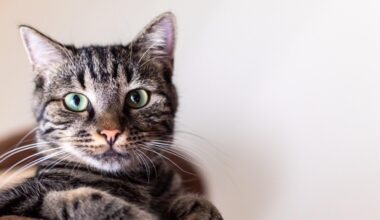 Seine-Maritime. L'enseigne Animalis est disponible sur Uber Eats dans trois villes du département, découvrez lesquelles