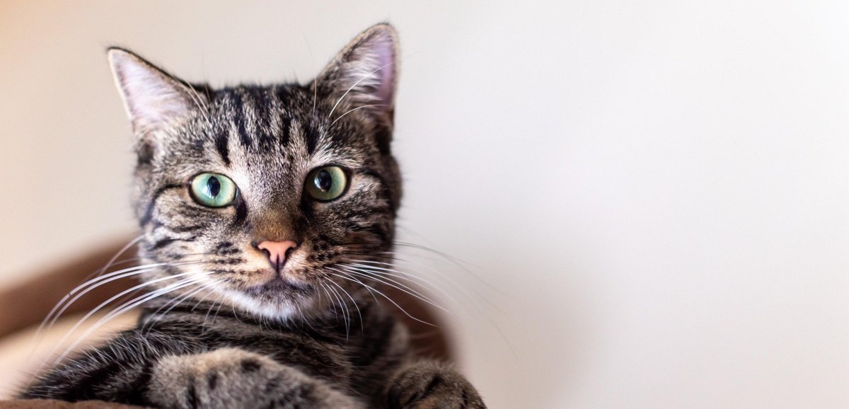 Seine-Maritime. L'enseigne Animalis est disponible sur Uber Eats dans trois villes du département, découvrez lesquelles