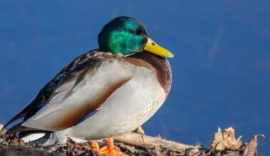un foyer détecté dans le département dans un élevage de canards