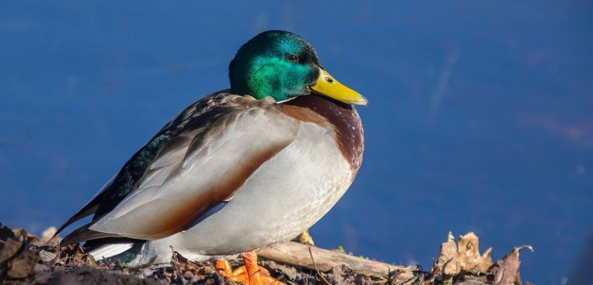 un foyer détecté dans le département dans un élevage de canards