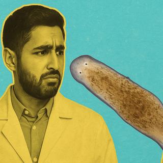 Certains vers plats Stenostomum brevipharyngium issus d’une reproduction asexuée présentent une anomalie de développement conduisant à la formation de deux têtes. © Michael Levin / Tufts Center for Regenerative and Developmental Biology