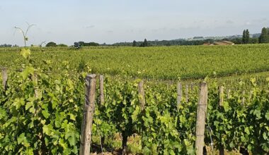 Des centaines de vignerons attendus pour un salon inédit sur les quais de Bordeaux