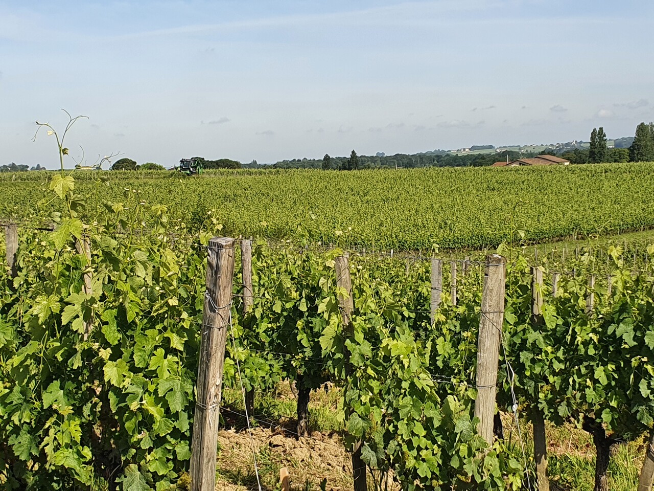 Des centaines de vignerons attendus pour un salon inédit sur les quais de Bordeaux
