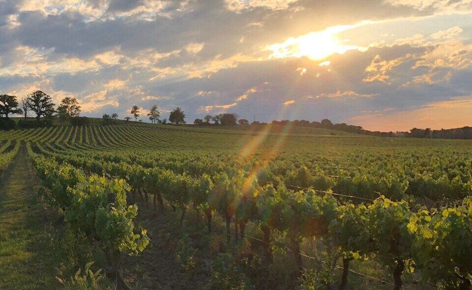 Arrivé comme jeune viticulteur en 2020 près de Carcassonne (Aude), Stéphane Arnal voit son travail aujourd'hui largement récompensé.