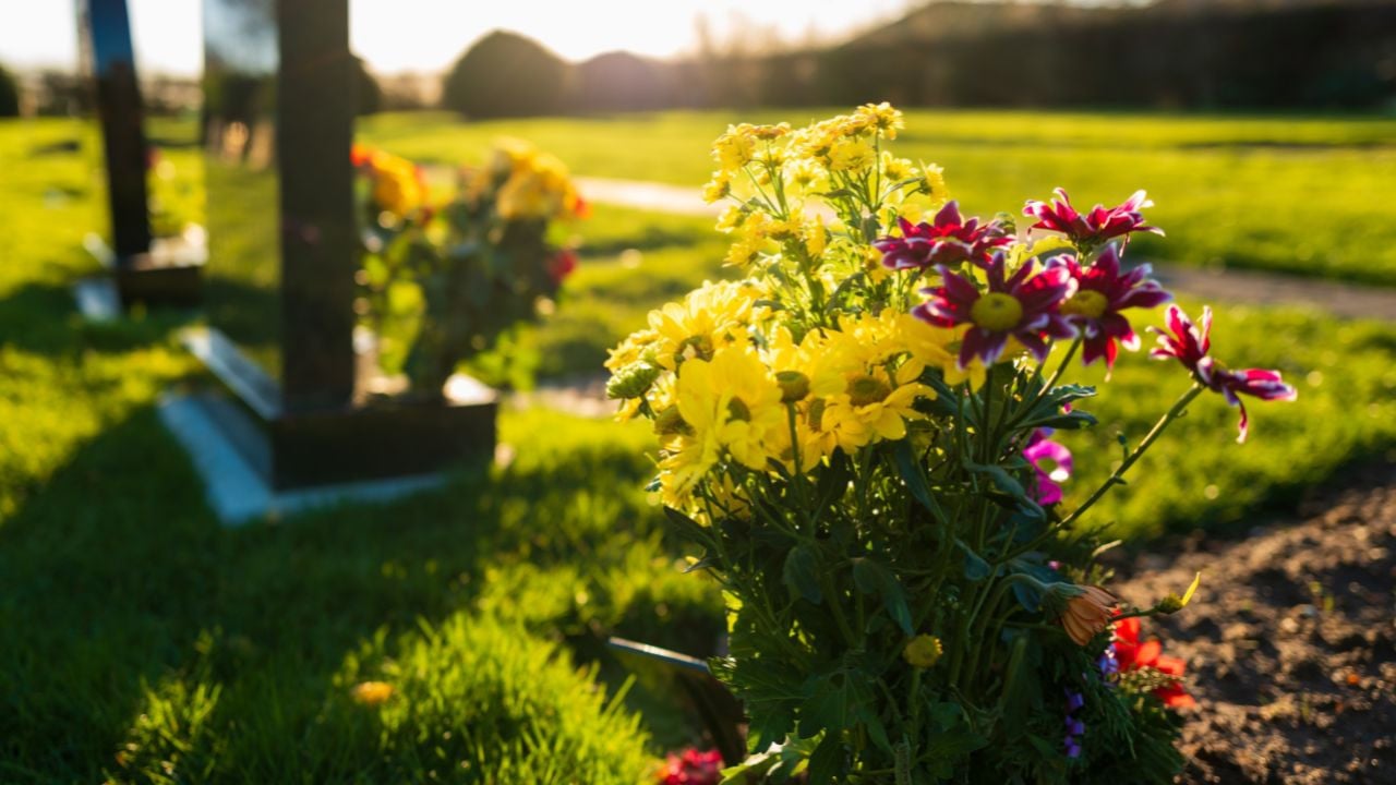 <p>fleurs de la Toussaint</p>