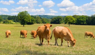 éleveurs en colère, abattages de cheptels... la Confédération paysanne lance un appel à la mobilisation nationale