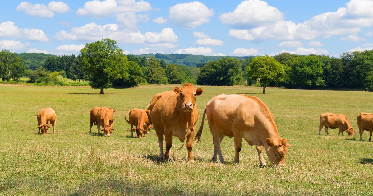 éleveurs en colère, abattages de cheptels... la Confédération paysanne lance un appel à la mobilisation nationale
