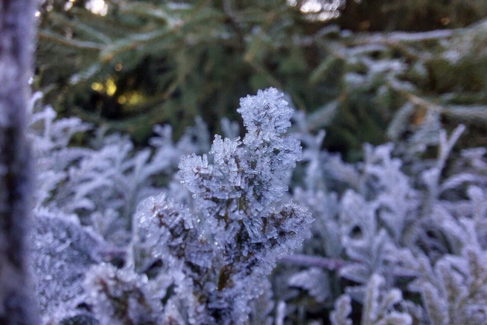 Quand le gel s'invite pendant l'hiver.