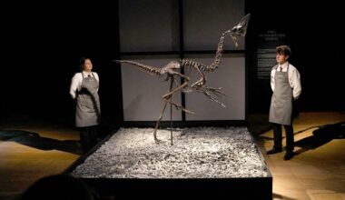 “Envoyé spécial” sur le “business des dinosaures” : une enquête bien menée sur une surprenante ruée vers l’os - Télérama