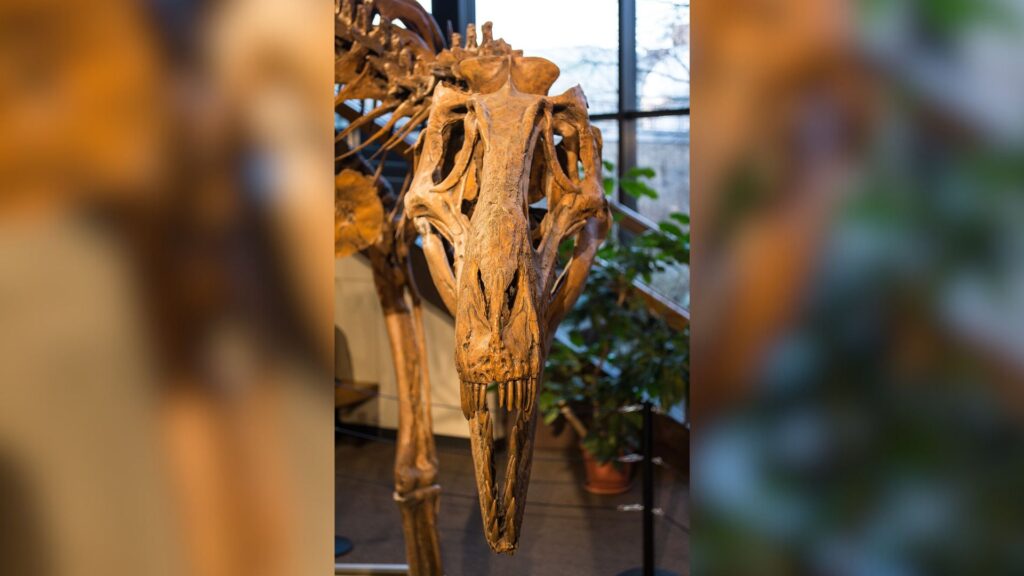 Crâne de face du Nannotyrannus Jane, au musée d'histoire naturelle de Cleveland // Source : Flickr -Tim Evanson (2014-12-26)
