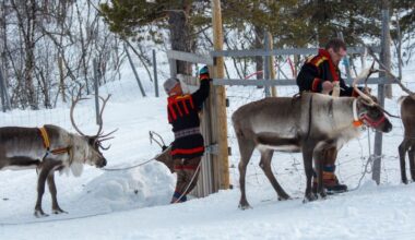 Les élevages de rennes face au réchauffement climatique