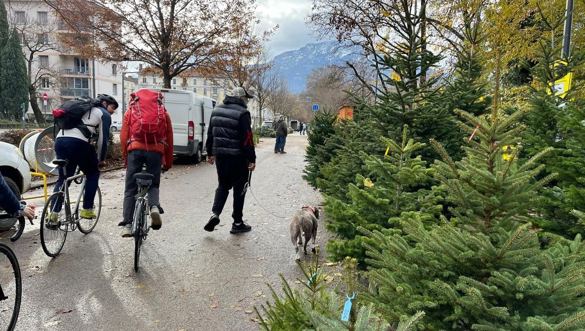 Le marché aux sapins s'installe à Grenoble : "On va tomber amoureux d'un sapin et puis on va le ramener !"