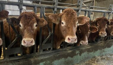 Mobilisation agricole : des centaines d'agriculteurs de la Seine-Maritime et de l'Eure à Rouen et Bruxelles ce jeudi