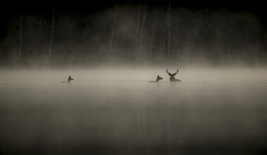 [CINÉMA] Le Chant des forêts, la nouvelle pépite du photographe Vincent Munier