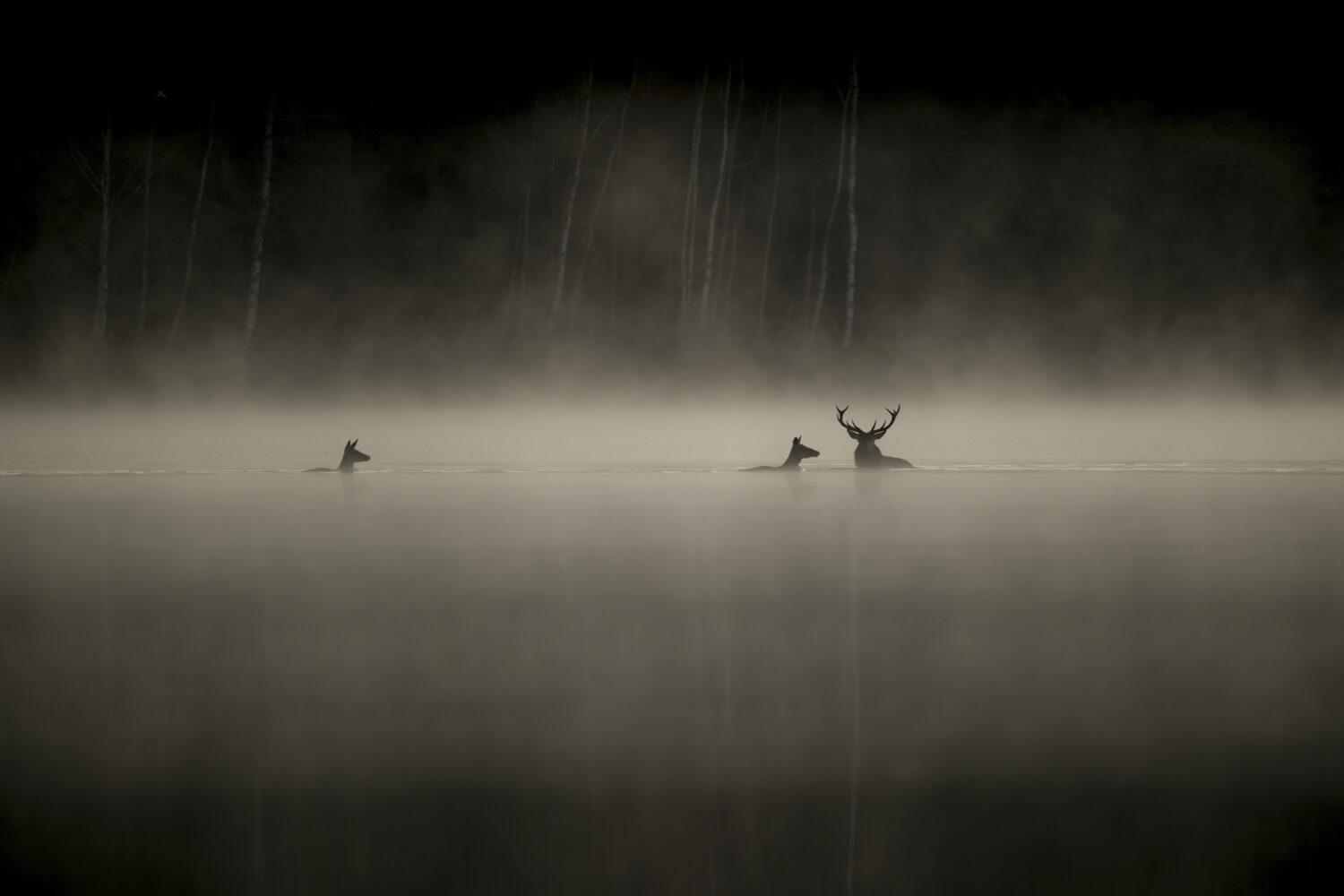 [CINÉMA] Le Chant des forêts, la nouvelle pépite du photographe Vincent Munier