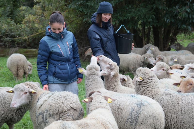 Le projet doit faire la part belle à l’écopâturage, notamment avec l’association Le Mouton Marseillais.
